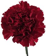 wine-carnation-1.jpg